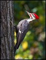 _3SB8495 pileated woodpecker